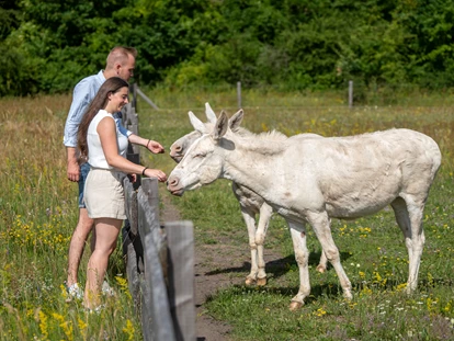 Luxusurlaub - Langschläferfrühstück - Österreich - Natur pur - die weißen Esel im VILA VITA  - VILA VITA Pannonia