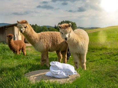 Luxusurlaub - Lernen Sie unsere Alpakas bei einer Fütterung mit dem Chef hautnah kennen.  - Landrefugium Obermüller