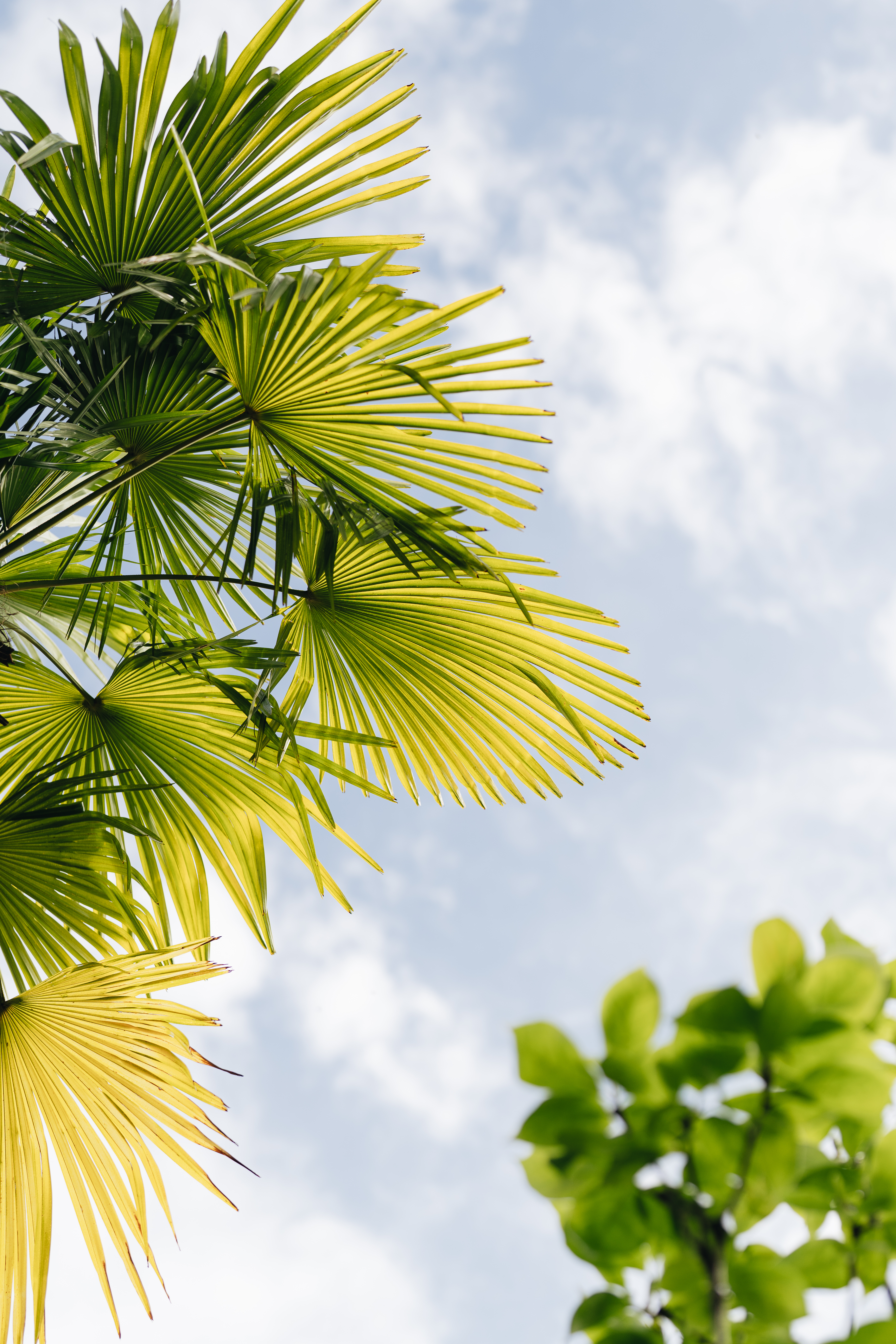 Luxushotel: Hotel Eden Roc Ascona 