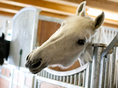 Luxusurlaub - Bar: Poolbar - Sommerfrische für Ihr Pferd - Gastpferdeboxen für Ihr Pferd in Ihrem Sommerurlaub im Gut Weissenhof - Hotel Gut Weissenhof ****S