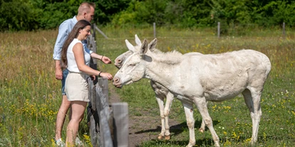 Luxusurlaub - Andau - Natur pur - die weißen Esel im VILA VITA  - VILA VITA Pannonia
