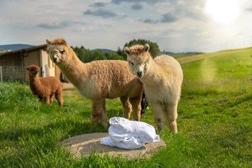 Luxushotel: Lernen Sie unsere Alpakas bei einer Fütterung mit dem Chef hautnah kennen.  - Landrefugium Obermüller | SPA & Naturresort | 360 ° Glück | 4,5 Sterne