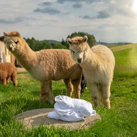 Luxushotel: Lernen Sie unsere Alpakas bei einer Fütterung mit dem Chef hautnah kennen.  - Landrefugium Obermüller | SPA & Naturresort | 360 ° Glück | 4,5 Sterne