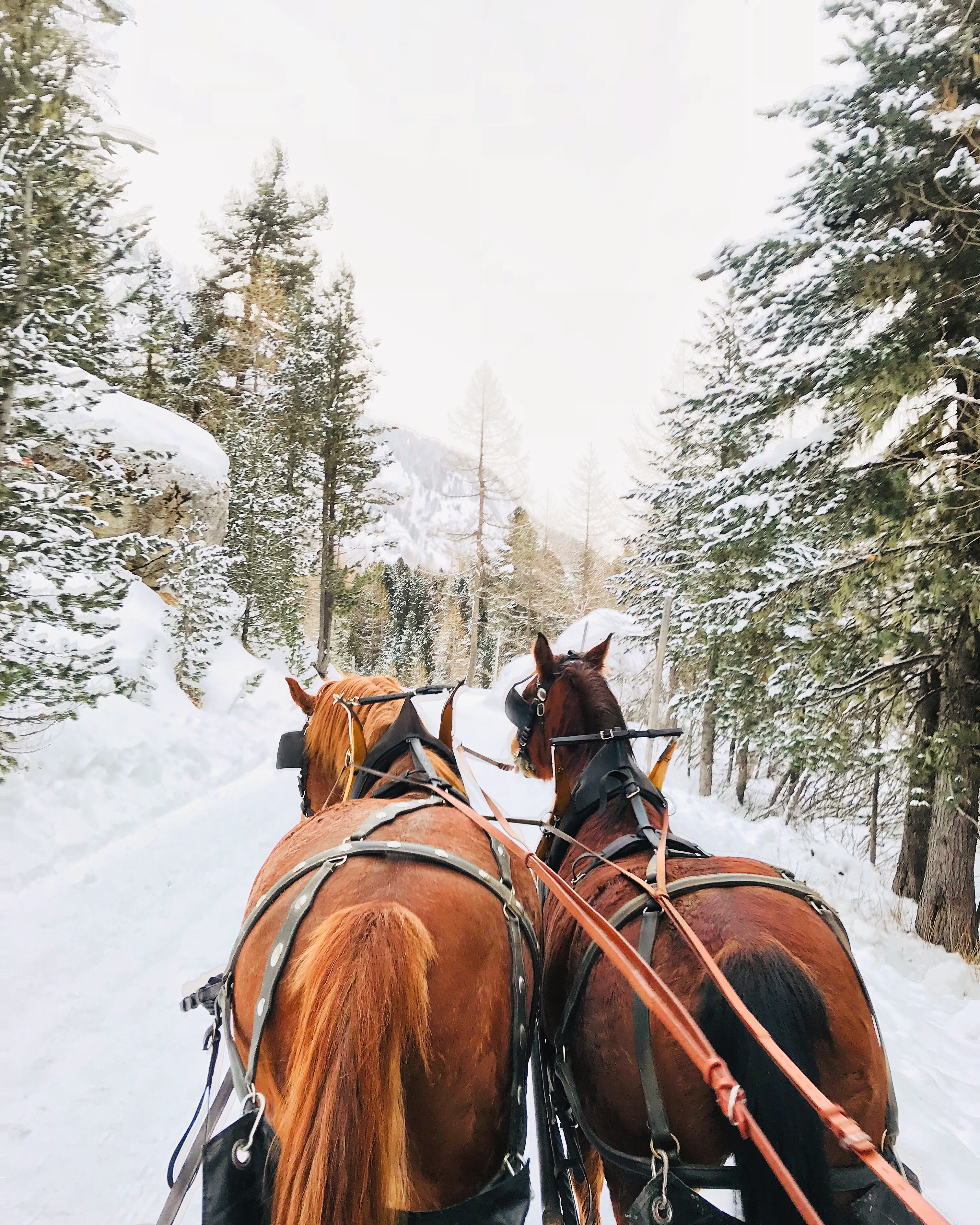 Carlton Hotel, St. Moritz Ausflugsziele Winterliche Kutschenfahrt